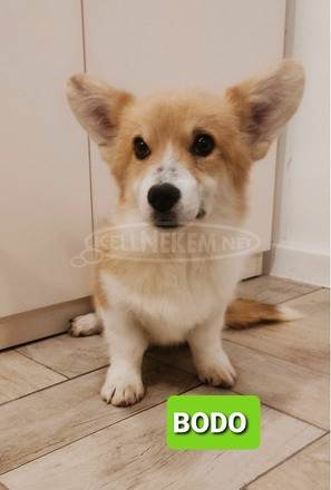 Pembroke walesi corgi kölykök - 5/7