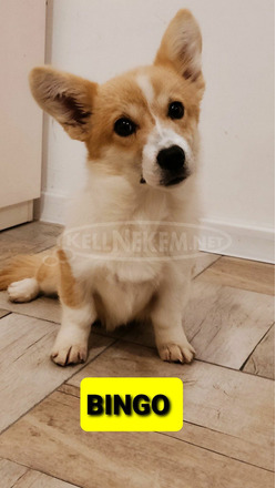 Pembroke walesi corgi kölykök - 6/7