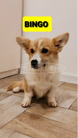 Pembroke walesi corgi kölykök - 7/7
