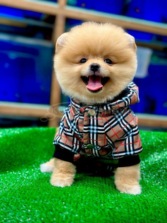 Pomerániai boo kiskutyák eladók - 1/2