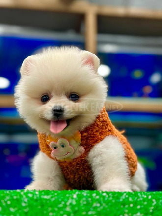 Pomerániai boo kiskutyák eladók - 2/2