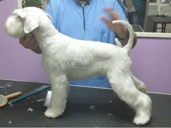 Miniatűr fehér schnauzer gyönyörű kiskutyák - 5/8
