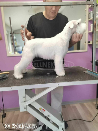 Miniatűr fehér schnauzer gyönyörű kiskutyák - 6/8