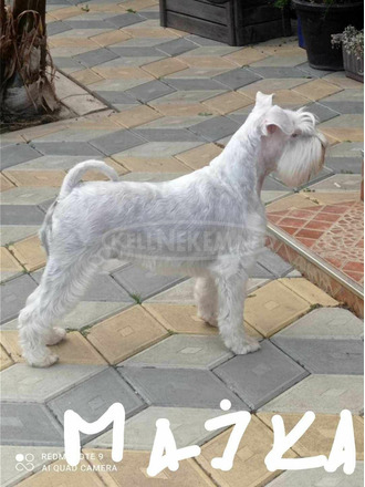 Miniatűr fehér schnauzer gyönyörű kiskutyák - 7/8