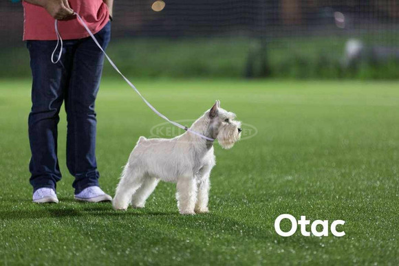 Miniatűr fehér schnauzer gyönyörű kiskutyák - 8/8