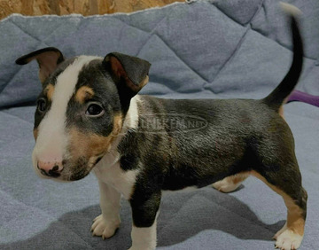 Mini bullterrier kölykök