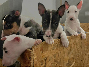 Mini bullterrier kölykök