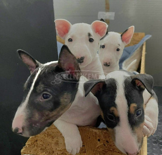 Mini bullterrier kölykök