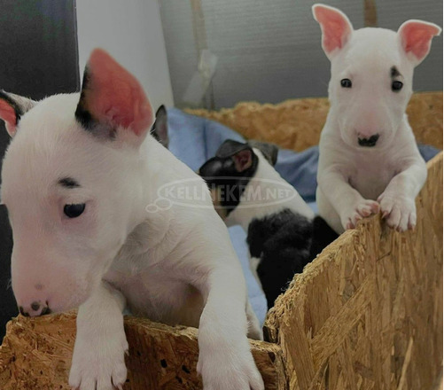 Mini bullterrier kölykök - 4/8