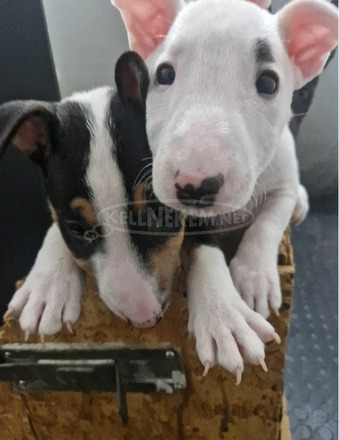 Mini bullterrier kölykök - 5/8