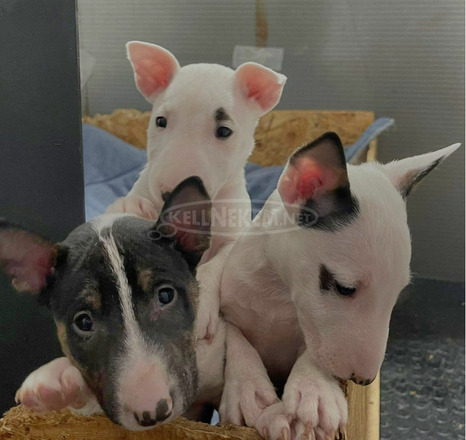 Mini bullterrier kölykök - 6/8