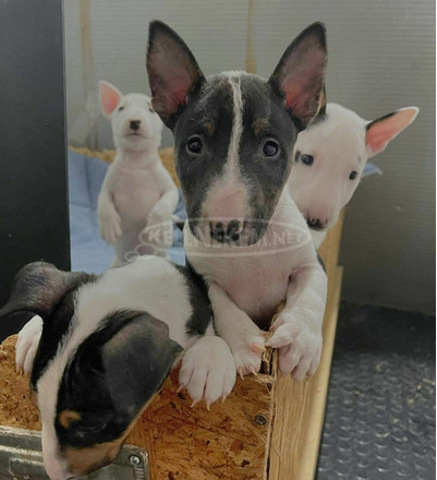 Mini bullterrier kölykök - 7/8