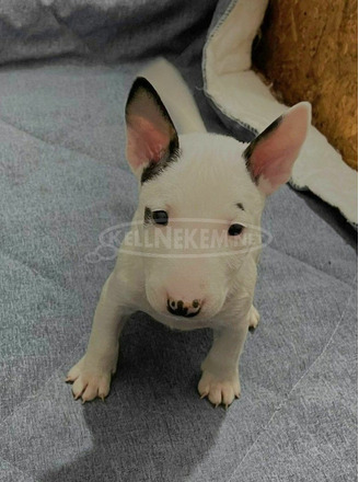 Mini bullterrier kölykök - 8/8