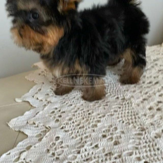 Yorkie kölykök kaphatók