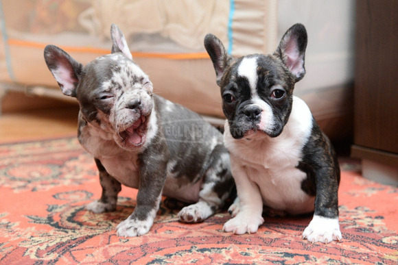 Francia bulldog EGZOTIKUS kiskutyák - 3/4