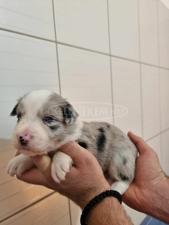 Border collie kiskutyák eladók - 3/6