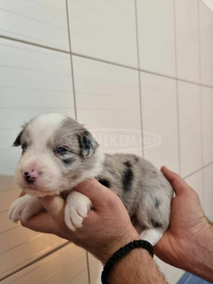 Border collie kiskutyák eladók