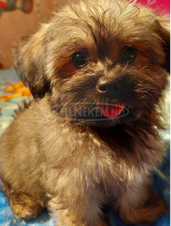 Bichon havanese kislány a Balatonnál! - 1/3