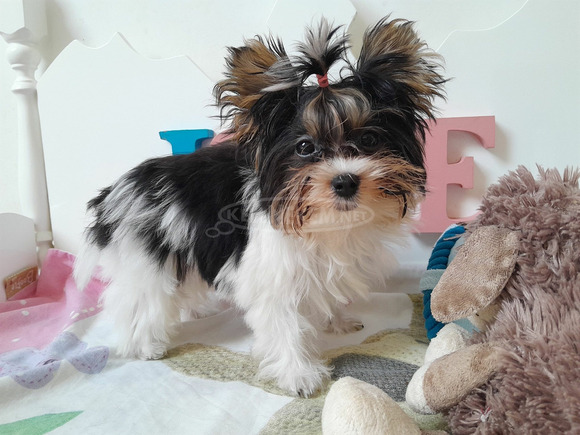 Gyönyörű szép mini Yorkshire terrier kisfiú yorki - 2/5