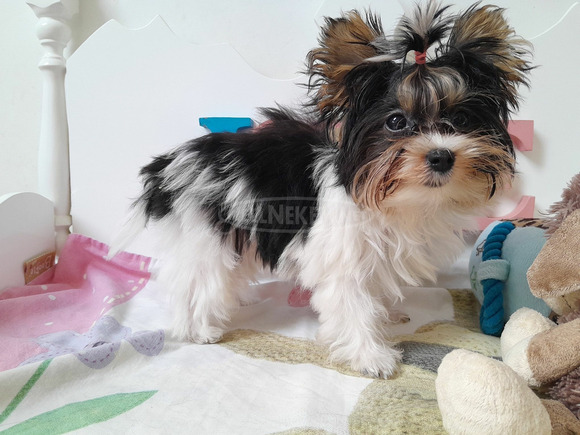 Gyönyörű szép mini Yorkshire terrier kisfiú yorki - 4/5