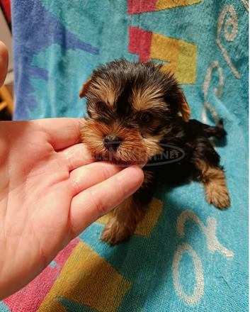 Yorkshire terrier(mini) - 1/2