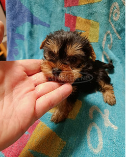 Yorkshire terrier(mini)