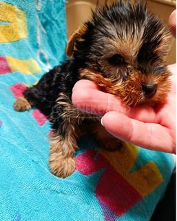 Yorkshire terrier(mini)