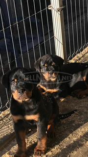 Eladó Rottweiler kiskutya