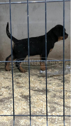 Eladó Rottweiler kiskutya - 2/2