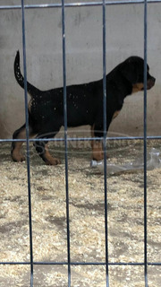 Eladó Rottweiler kiskutya