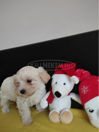Bichon Bolognese - 3/10