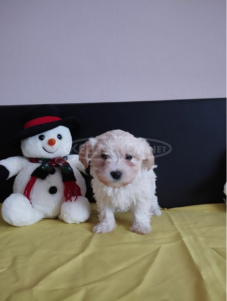 Bichon Bolognese - 4/10