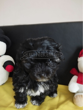 Bichon Bolognese - 8/10