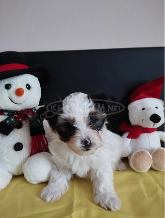 Bichon Bolognese - 9/10
