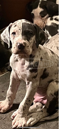 Harlekin német-dog kiskutyák - 2/6