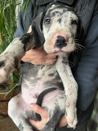 Harlekin német-dog kiskutyák - 4/6