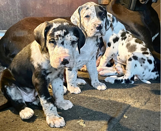 Harlekin német-dog kiskutyák - 6/6