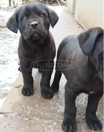 Cane corso - 1/9