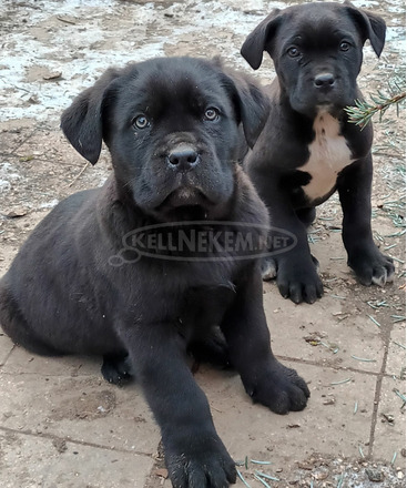 Cane corso - 3/9