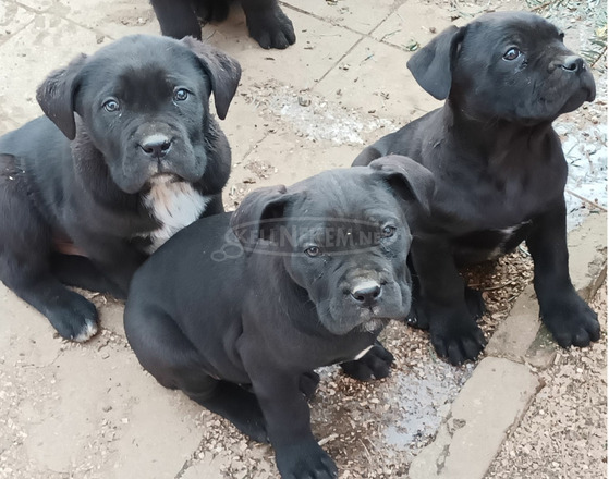 Cane corso - 4/9