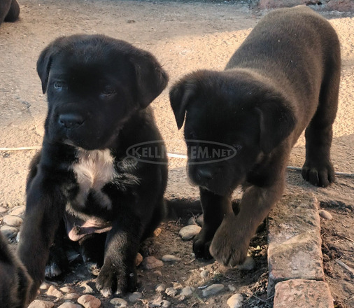 Cane corso - 5/9