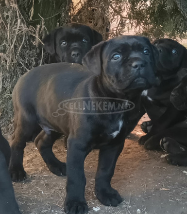 Cane corso - 7/9