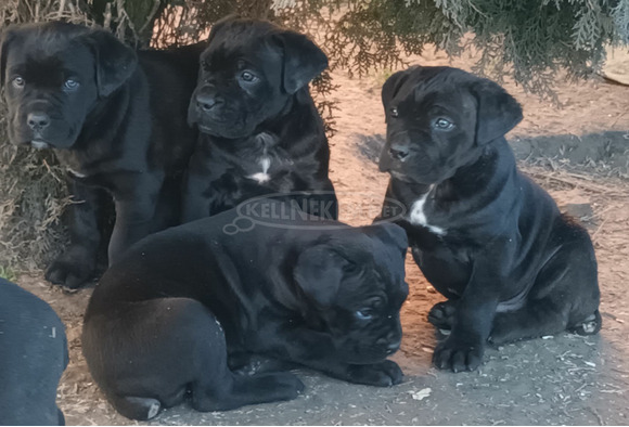 Cane corso - 8/9