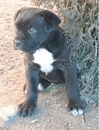 Cane corso - 9/9