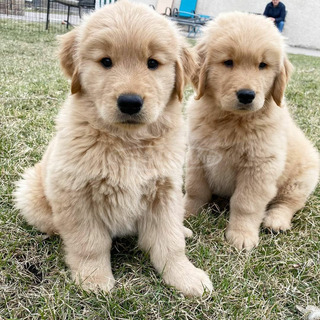 2 aranyos Golden Retriever kiskutya örökbefogadásra