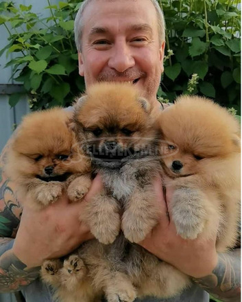 Pomerániai kölykök otthona - 2/7