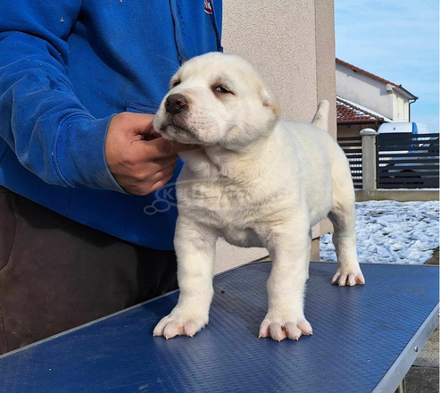 Közép-ázsiai juhászkutya kölykök - 1/12