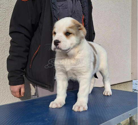 Közép-ázsiai juhászkutya kölykök - 12/12