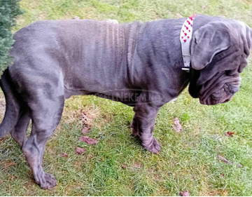 FCI törzskönyvezett 20-hónapos kan Nápolyi masztiff eladó FCI törzskönyvezett 20-hónapos kan Nápolyi masztiff eladó