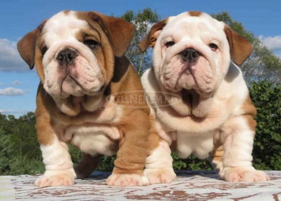 Angol bulldog kölykök - 1/5